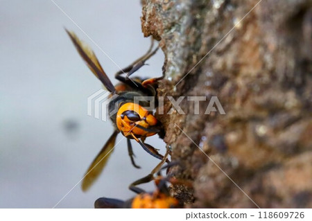 Wheatstone 118609726