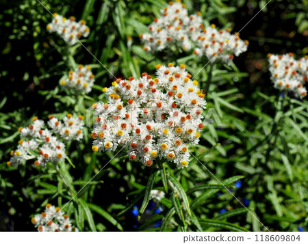 心形雅馬哈盒子(Yamahako) 心形雅馬哈盒子(Yamahako) 118609804