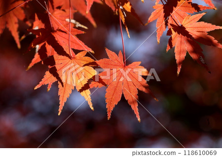 Autumn leaves Autumn leaves 118610069