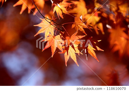 Autumn leaves Autumn leaves 118610070