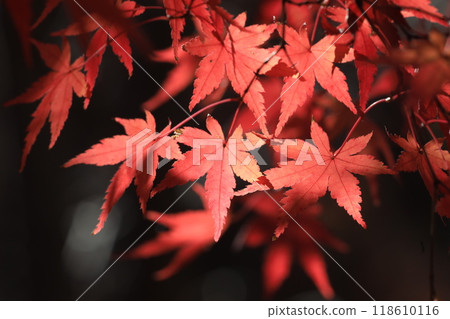 Autumn leaves Autumn leaves 118610116