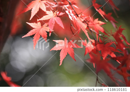 Autumn leaves Autumn leaves 118610181