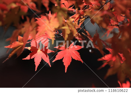 Autumn leaves 118610622