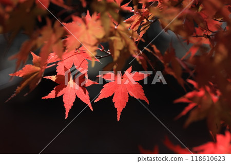 Autumn leaves 118610623