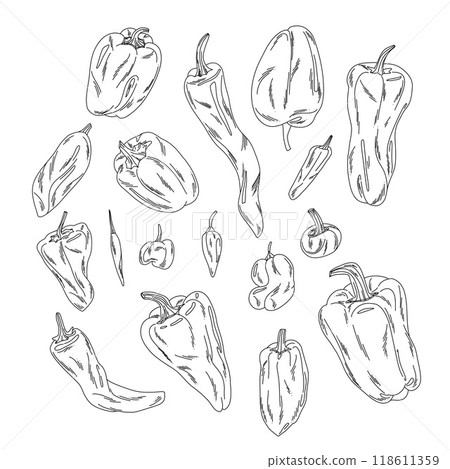 Set of line doodle peppers, collection of hot and vegetable pods isolated on white 118611359