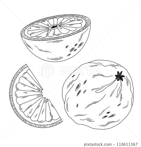 Set of line art citrus fruits, doodle whole fruit, slice and wedge of orange, grapefruit Set of line art citrus fruits, doodle whole fruit, slice and wedge of orange, grapefruit 118611367