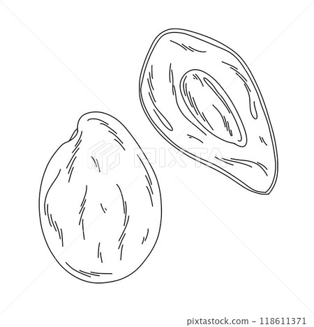 Hass avocado fruit outline on white background, cut avocado tree fruit in doodle style 118611371
