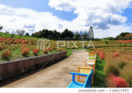 [Kagawa Prefecture] National Sanuki Mannou Park in early autumn (Kochia with the beginning of autumn leaves) 118611455