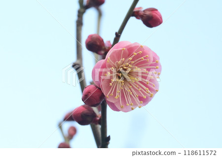 Red plum flower Red plum flower 118611572