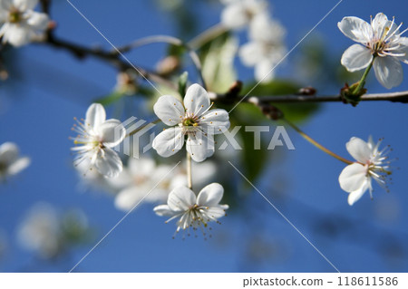 Branch with cherry blossoms tree in spring against blue clear sky. Branch with cherry blossoms tree in spring against blue clear sky. 118611586