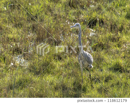 Grey Heron in Natural Habitat Grey Heron in Natural Habitat 118612179