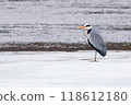 Grey Heron on Ice 118612180