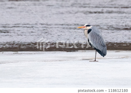 Grey Heron on Ice 118612180