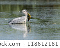 Grey Heron with a Fish 118612181