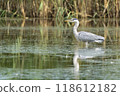 Grey Heron 118612182
