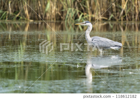 Grey Heron Grey Heron 118612182
