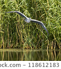 Grey Heron Flying 118612183