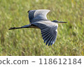 Grey Heron Flying 118612184