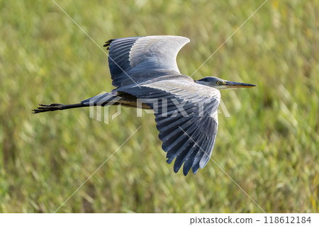 Grey Heron Flying Grey Heron Flying 118612184