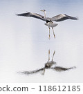 Grey Heron Landing 118612185