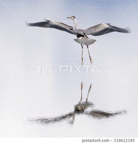 Grey Heron Landing 118612185