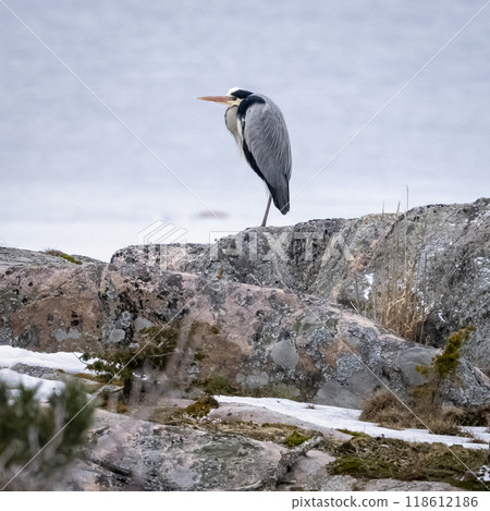 Grey Heron on a Rock 118612186