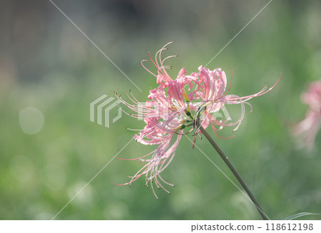 Pink licorice flower 118612198