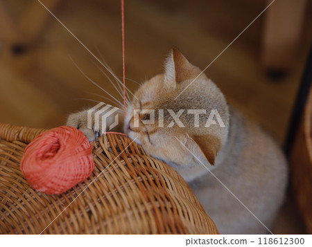 Beautiful short hair cat at home play with cotton yarn. Adorable domestic pet concept. 118612300