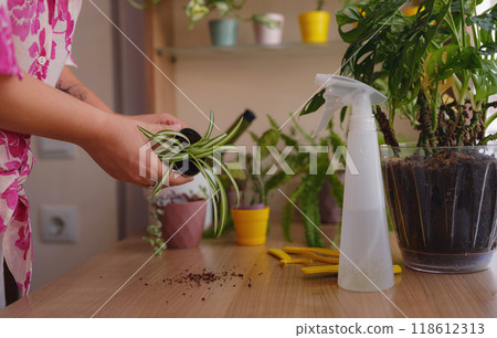 Young woman with beautiful houseplant in pot at home. Concept Taking care of my plants 118612313