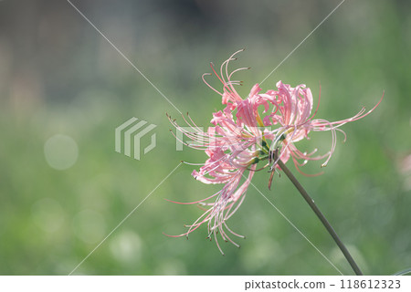 Pink licorice flower Pink licorice flower 118612323