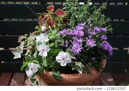 Small chrysanthemum and Madagascar periwinkle planted together Small chrysanthemum and Madagascar periwinkle planted together 118612587