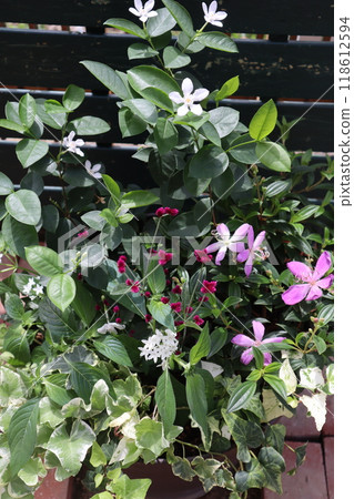 錫蘭燈塔和諾布頓群植 錫蘭燈塔和諾布頓群植 118612594