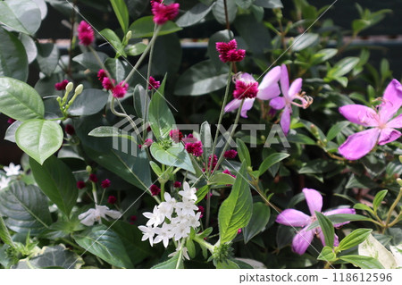 蓮子草和信布通一起種植 蓮子草和信布通一起種植 118612596