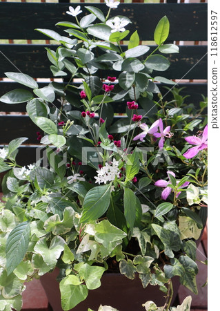 錫蘭燈塔和諾布頓群植 錫蘭燈塔和諾布頓群植 118612597