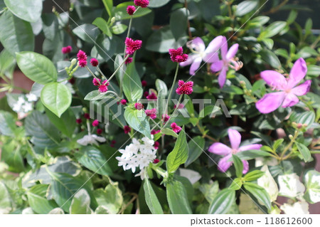 Alternanthera and Melastoma planted together Alternanthera and Melastoma planted together 118612600