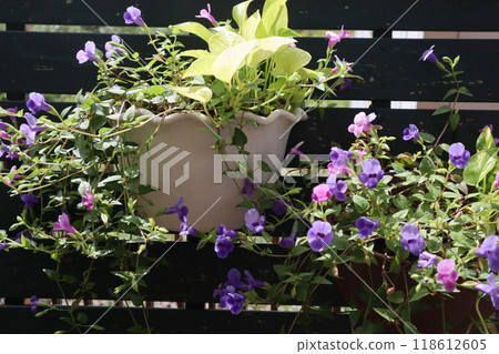 懸掛超藍豬耳小花藍豬耳 118612605