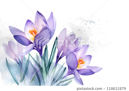 美麗的番紅花花 118612879