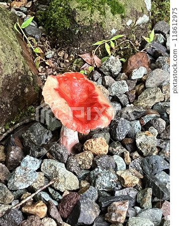那須森林裡生長的紅蘑菇 118612975