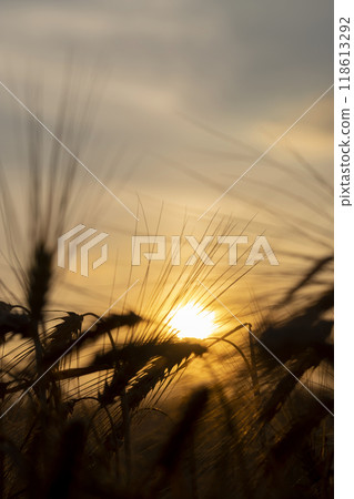 the yellow sun at sunset in a field with a harvest of rye cereals 118613292