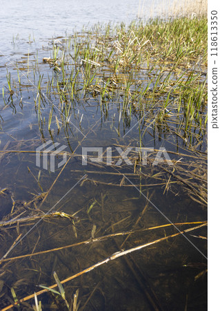 dark muddy lake water in winter without snow 118613350