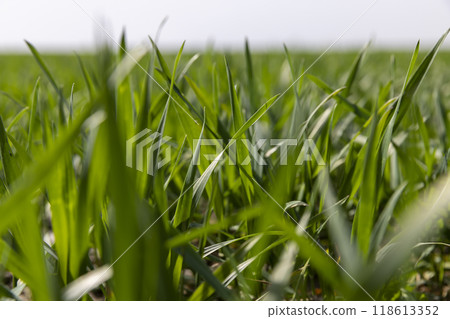 winter frost-resistant wheat is green in early spring 118613352