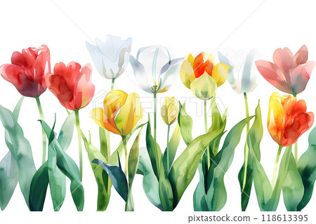 Beautiful blooming tulip flowers 118613395