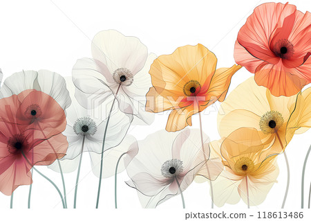 Beautiful and blooming poppy flowers Beautiful and blooming poppy flowers 118613486