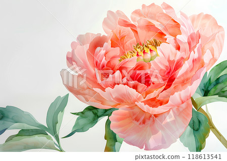 Beautiful and blooming peony flowers 118613541