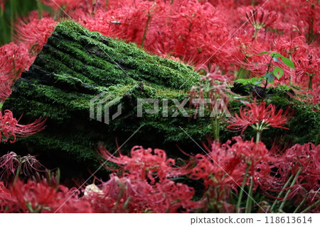 Cluster amaryllis 118613614