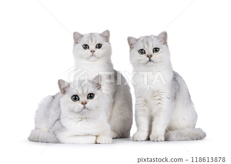 British Shorthair cats on white background British Shorthair cats on white background 118613878