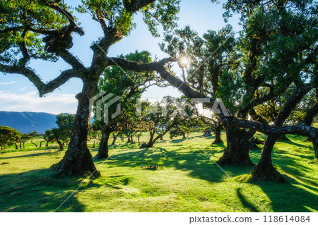 Fanal forest trees on Madeira island, Portugal Fanal forest trees on Madeira island, Portugal 118614084