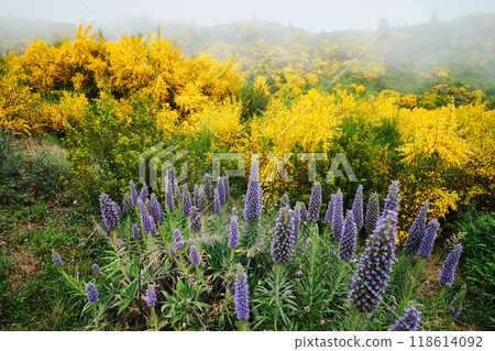Madeira landscape with Pride of Madeira flowers and blooming Cytisus shrubs, Portugal Madeira landscape with Pride of Madeira flowers and blooming Cytisus shrubs, Portugal 118614092