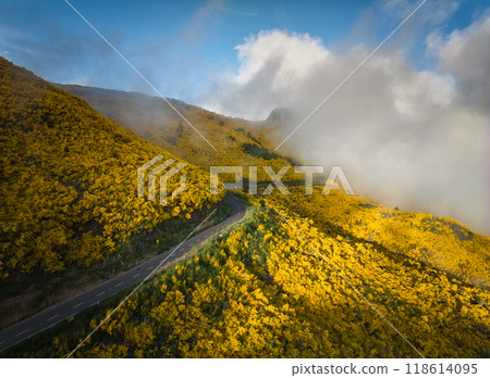 Aerial view of road among Cytisus blooming shrubs near Pico do Arieiro, Portugal Aerial view of road among Cytisus blooming shrubs near Pico do Arieiro, Portugal 118614095