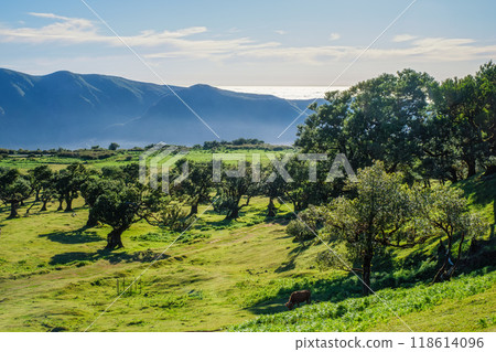Aerial view of Fanal forest trees on Madeira island, Portugal Aerial view of Fanal forest trees on Madeira island, Portugal 118614096